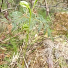 Bunochilus montanus (Montane Leafy Greenhood) at Cotter River, ACT - 20 Sep 2021 by gregbaines