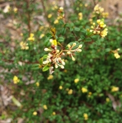 Pomaderris andromedifolia subsp. andromedifolia at Cotter River, ACT - 20 Sep 2021 09:34 PM