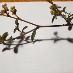 Pomaderris andromedifolia subsp. andromedifolia at Cotter River, ACT - 20 Sep 2021 09:34 PM