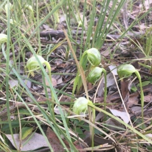 Pterostylis nutans at Downer, ACT - suppressed