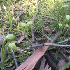 Pterostylis nutans at Downer, ACT - suppressed