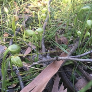 Pterostylis nutans at Downer, ACT - suppressed