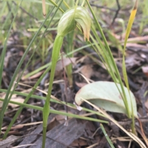 Pterostylis nutans at Downer, ACT - 20 Sep 2021