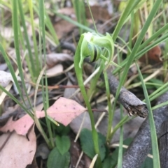 Pterostylis nutans at Downer, ACT - 20 Sep 2021