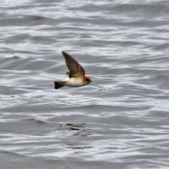 Petrochelidon ariel (Fairy Martin) at Fyshwick, ACT - 20 Sep 2021 by RodDeb