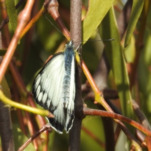 Delias harpalyce at Tuggeranong DC, ACT - suppressed