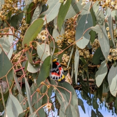 Delias harpalyce at Tuggeranong DC, ACT - suppressed