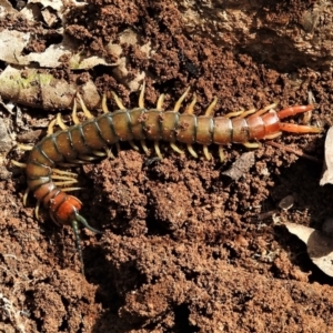 Cormocephalus aurantiipes at Greenway, ACT - 21 Sep 2021 12:30 PM