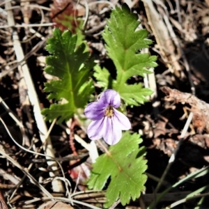 Erodium brachycarpum at Greenway, ACT - 21 Sep 2021 12:16 PM