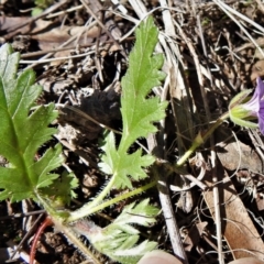 Erodium brachycarpum at Greenway, ACT - 21 Sep 2021 12:16 PM