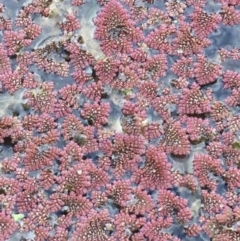 Azolla pinnata (Ferny Azolla) at Bruce, ACT - 13 Sep 2021 by NedJohnston