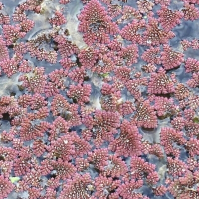 Azolla pinnata (Ferny Azolla) at Bruce Ponds - 13 Sep 2021 by Ned_Johnston