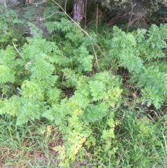 Conium maculatum (Hemlock) at Bruce, ACT - 13 Sep 2021 by Ned_Johnston