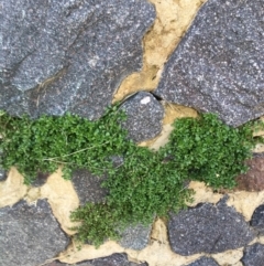 Polycarpon tetraphyllum (Four-leaf Allseed) at Bruce Ridge to Gossan Hill - 13 Sep 2021 by Ned_Johnston