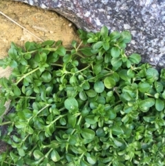 Polycarpon tetraphyllum at Bruce, ACT - 13 Sep 2021 04:25 PM