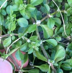 Polycarpon tetraphyllum at Bruce, ACT - 13 Sep 2021