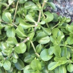 Polycarpon tetraphyllum at Bruce, ACT - 13 Sep 2021