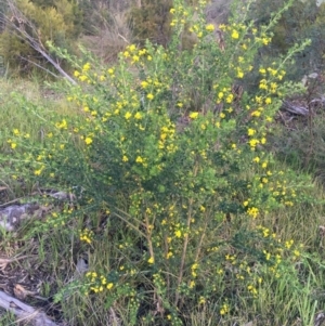 Genista monspessulana at O'Connor, ACT - 13 Sep 2021