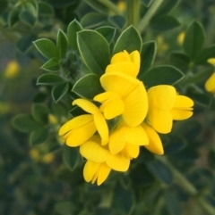 Genista monspessulana at O'Connor, ACT - 13 Sep 2021 04:33 PM