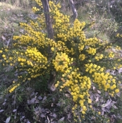 Acacia paradoxa (Kangaroo Thorn) at Majura, ACT - 14 Sep 2021 by Ned_Johnston