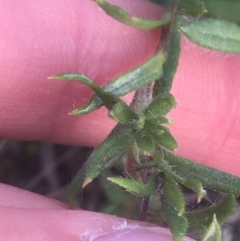 Leptorhynchos squamatus subsp. squamatus at Majura, ACT - 14 Sep 2021 03:27 PM