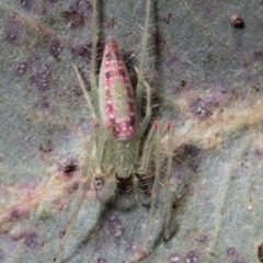 Araneus talipedatus (Slender green orb-weaver) at Holt, ACT - 21 Sep 2021 by Roger
