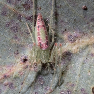 Araneus talipedatus (Slender green orb-weaver) at Holt, ACT - 21 Sep 2021 by Roger