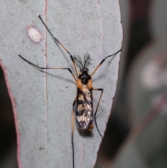 Gynoplistia (Gynoplistia) bella (A crane fly) at Holt, ACT - 21 Sep 2021 by Roger