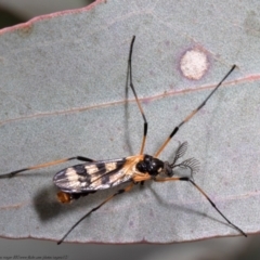 Gynoplistia (Gynoplistia) bella at Holt, ACT - 21 Sep 2021