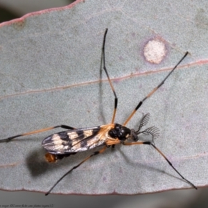 Gynoplistia (Gynoplistia) bella at Holt, ACT - 21 Sep 2021