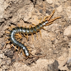 Ethmostigmus rubripes at Holt, ACT - 21 Sep 2021 11:49 AM