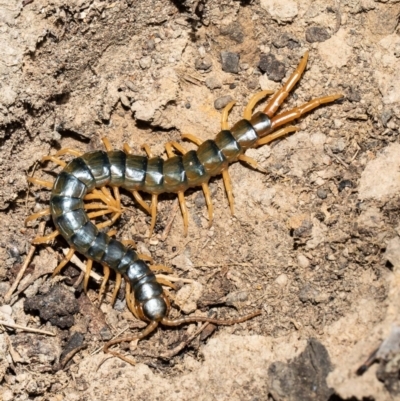 Ethmostigmus rubripes (Giant centipede) at Holt, ACT - 21 Sep 2021 by Roger