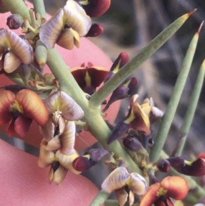 Daviesia genistifolia (Broom Bitter Pea) at Mount Ainslie - 14 Sep 2021 by Ned_Johnston