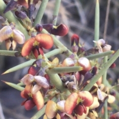 Daviesia genistifolia at Majura, ACT - 14 Sep 2021 03:40 PM