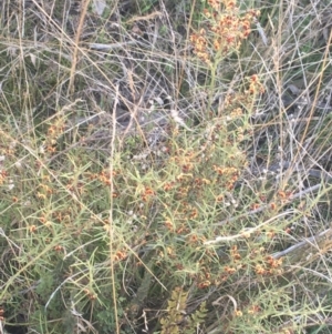 Daviesia genistifolia at Majura, ACT - 14 Sep 2021 03:40 PM