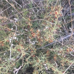 Daviesia genistifolia at Majura, ACT - 14 Sep 2021