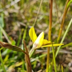 Diuris chryseopsis at Jerrabomberra, ACT - 21 Sep 2021