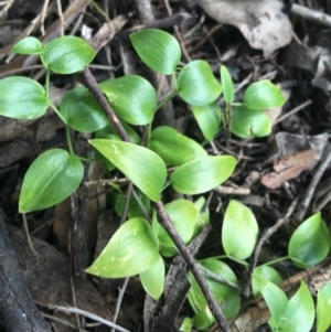 Asparagus asparagoides at O'Connor, ACT - 16 Sep 2021