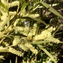 Acacia floribunda (White Sally Wattle, Gossamer Wattle) at Bruce Ridge to Gossan Hill - 11 Sep 2021 by goyenjudy