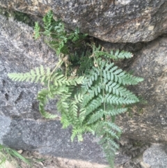 Pteridium esculentum (Bracken) at Cook, ACT - 17 Sep 2021 by NedJohnston