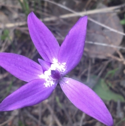 Glossodia major (Wax Lip Orchid) at Aranda Bushland - 17 Sep 2021 by NedJohnston