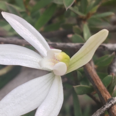 Caladenia sp. (A Caladenia) at Aranda, ACT - 17 Sep 2021 by Ned_Johnston