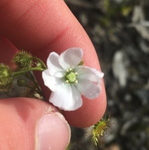 Drosera gunniana at Downer, ACT - 17 Sep 2021