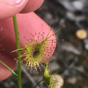 Drosera gunniana at Downer, ACT - 17 Sep 2021 03:39 PM