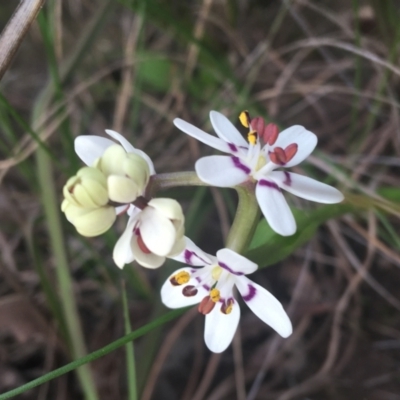 Wurmbea dioica subsp. dioica (Early Nancy) at Downer, ACT - 17 Sep 2021 by Ned_Johnston