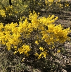 Acacia buxifolia subsp. buxifolia (Box-leaf Wattle) at Bruce Ridge to Gossan Hill - 2 Sep 2021 by goyenjudy