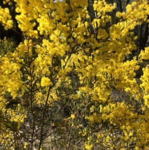 Acacia buxifolia subsp. buxifolia at Bruce, ACT - 2 Sep 2021