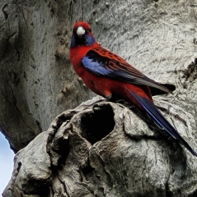 Platycercus elegans (Crimson Rosella) at Dunlop Grasslands - 21 Sep 2021 by tpreston