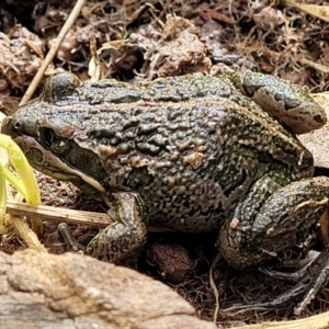 Limnodynastes tasmaniensis at Dunlop, ACT - 21 Sep 2021