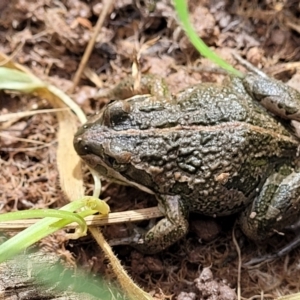 Limnodynastes tasmaniensis at Dunlop, ACT - 21 Sep 2021